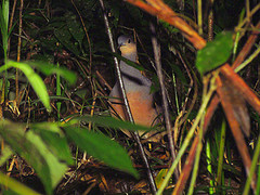 Crypturellus noctivagus