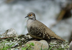 Metriopelia ceciliae