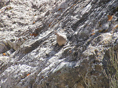 Metriopelia melanoptera