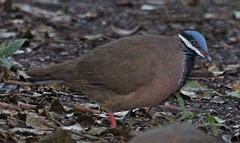 Starnoenas cyanocephala