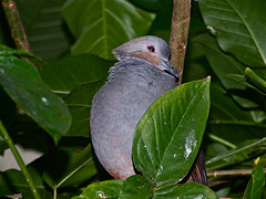 Geotrygon versicolor