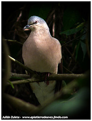 Leptotila plumbeiceps