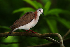 Leptotila jamaicensis