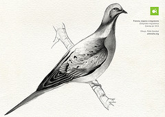 Ectopistes migratorius