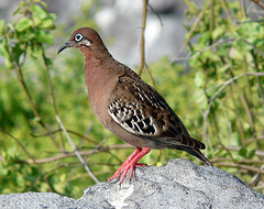 Zenaida galapagoensis