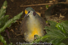 Gallicolumba tristigmata