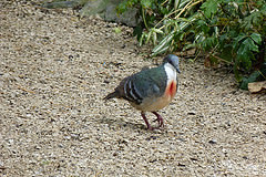 Gallicolumba luzonica