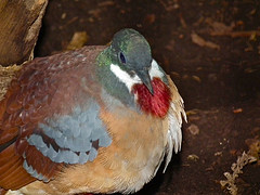 Gallicolumba crinigera