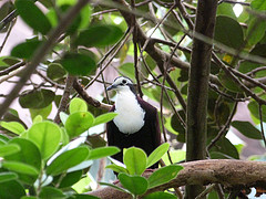 Alopecoenas jobiensis