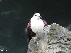 Alopecoenas xanthonurus