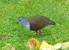 Alopecoenas beccarii