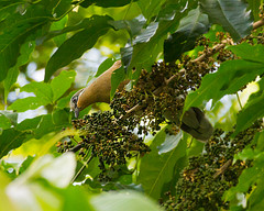 Phapitreron leucotis