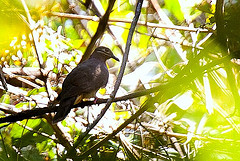 Phapitreron amethystinus