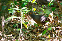 Crypturellus atrocapillus