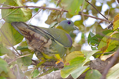 Treron phoenicopterus