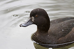 Aythya novaeseelandiae