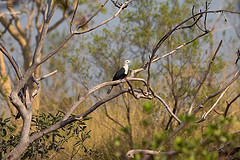 Ptilinopus alligator