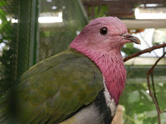 Ptilinopus porphyreus