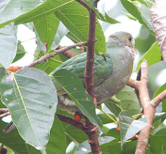 Ptilinopus occipitalis