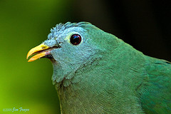 Ptilinopus leclancheri