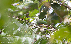 Ptilinopus bernsteinii