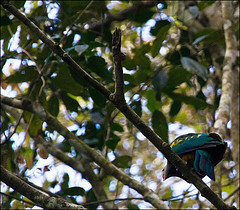 Ptilinopus magnificus