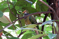 Ptilinopus aurantiifrons