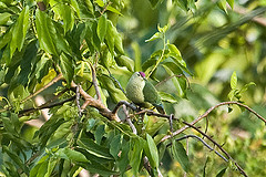 Ptilinopus porphyraceus