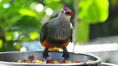 Ptilinopus roseicapilla