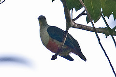 Ptilinopus richardsii