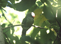 Ptilinopus insularis