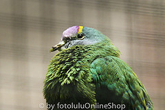 Ptilinopus coronulatus