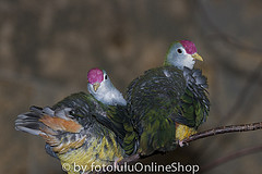 Ptilinopus pulchellus