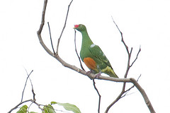 Ptilinopus insolitus