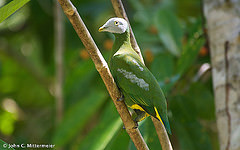 Ptilinopus hyogastrus