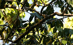 Ptilinopus granulifrons