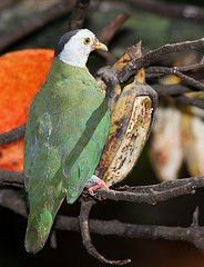 Ptilinopus melanospilus