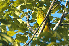 Ptilinopus luteovirens