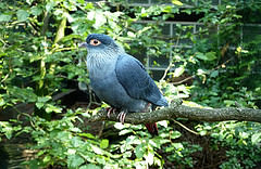 Alectroenas madagascariensis