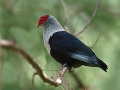 Alectroenas pulcherrimus