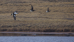 Somateria spectabilis