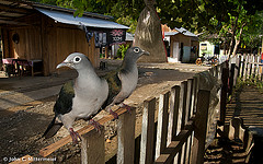 Ducula perspicillata