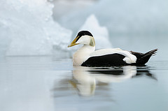 Somateria mollissima