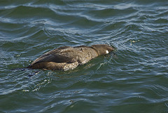 Histrionicus histrionicus