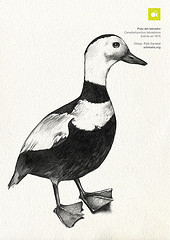 Camptorhynchus labradorius