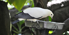 Ducula bicolor
