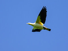 Ducula subflavescens