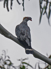 Lopholaimus antarcticus