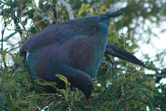 Hemiphaga novaeseelandiae