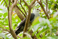 Hemiphaga chathamensis